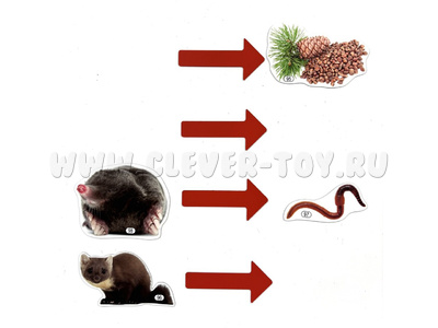 Набор магнитных карточек Связь в природе на примере леса (к плакату Лес, тема 9)